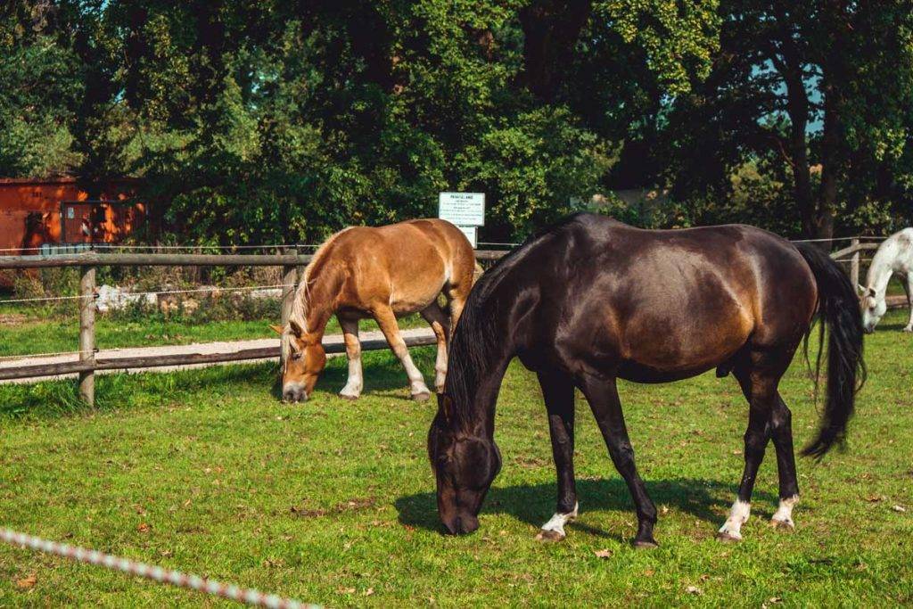 KInder- und Jugendfarm Ponys