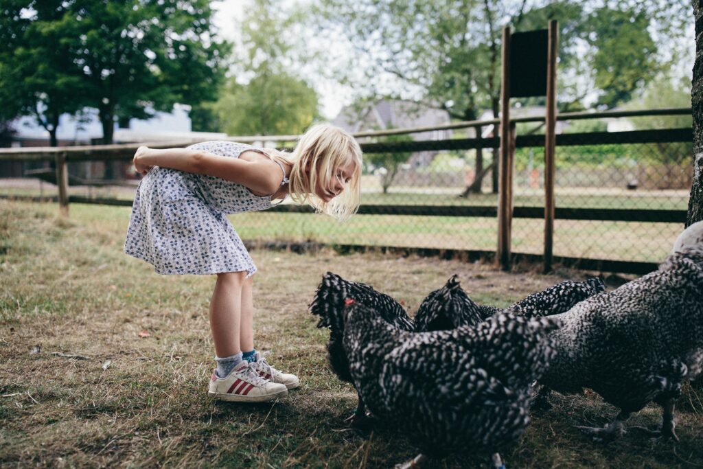 Ein Mädchen im Sommerkleid bückt sich hinab zu den 5 Hühnern. Im Hintergrund sind Farmgelände und ein Gehegezaun zu sehen.