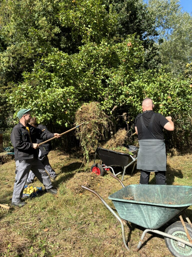 Auf einer Streuobstwiese sind drei Personen bei Sonnenschein aktiv: sie füllen gemähtes Gras und Unkraut mit Harken/ Mistgabeln in eine Schiebkarre, eine weitere steht im Vordergrund. Auf dem Boden ist ein Behälter mit Äpfeln zu sehen.