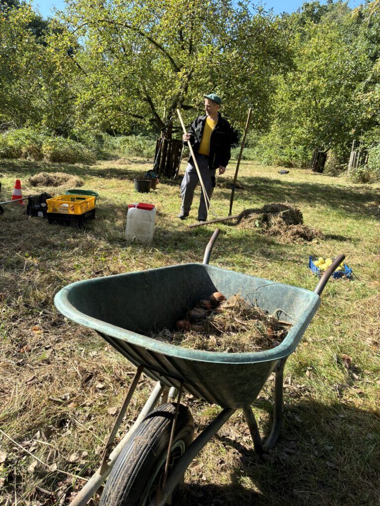 Schiebkarre mit gemähtem Gras gefüllt im Vordergrund auf einer Streuobstwiese, im Hintergrund ein Mann in Arbeitskleidung vor Bäumen mit einer Harke in der Hand.